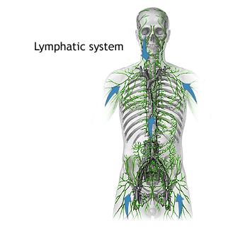 Lymphogranuloma Venereum (Sexually Transmitted Disease) – UrbanAreas.net