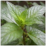 peppermint_300x300